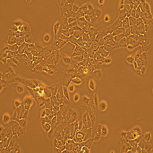HPAC人胰腺癌细胞（STR鉴定正确）