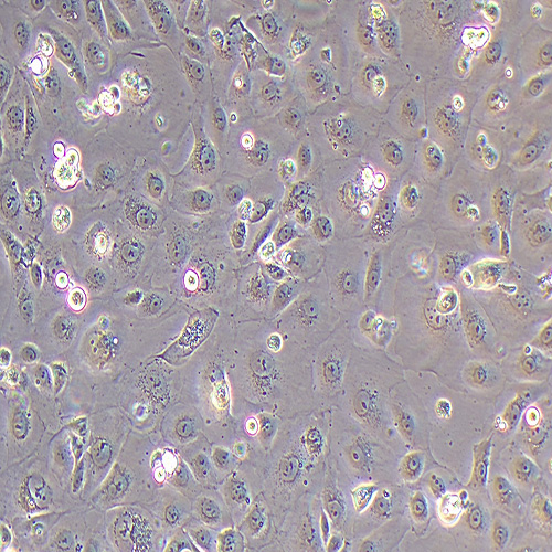 HPDE6-C7人正常胰腺导管上皮细胞