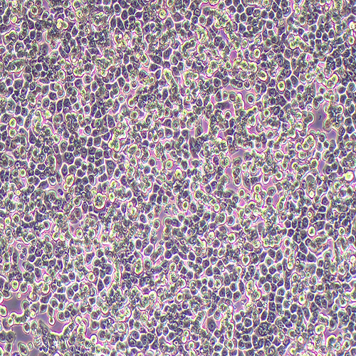 HT-29人结肠癌细胞（STR鉴定正确）