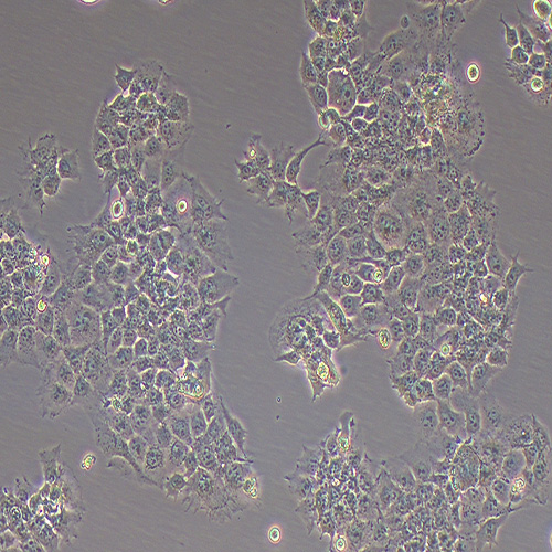 JAR人胎盘绒毛癌细胞