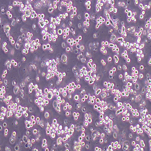 KATO III人胃癌细胞（STR鉴定正确）