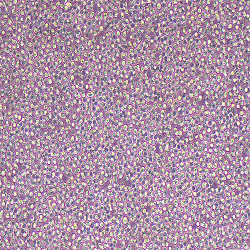 KG-1A人急性髓系细胞白血病细胞