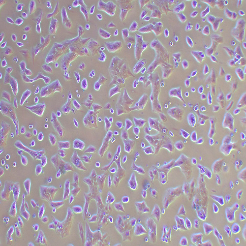 Li-7人肝癌细胞（STR鉴定正确）