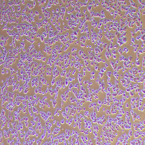 LN229人大脑神经母瘤细胞（STR鉴定正确）