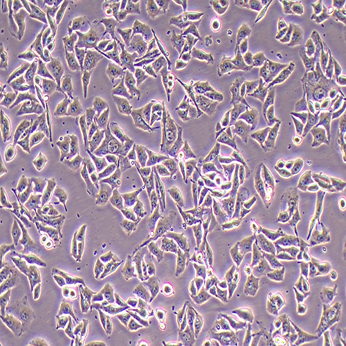 LN229人大脑神经母瘤细胞（STR鉴定正确）