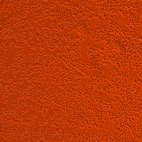 LO-2人正常肝细胞(STR鉴定正确)