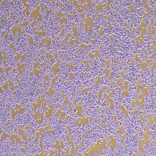LOVO人结肠癌细胞（STR鉴定正确）