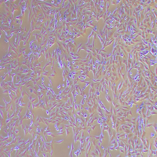 MG-63人骨肉瘤细胞（STR鉴定正确）
