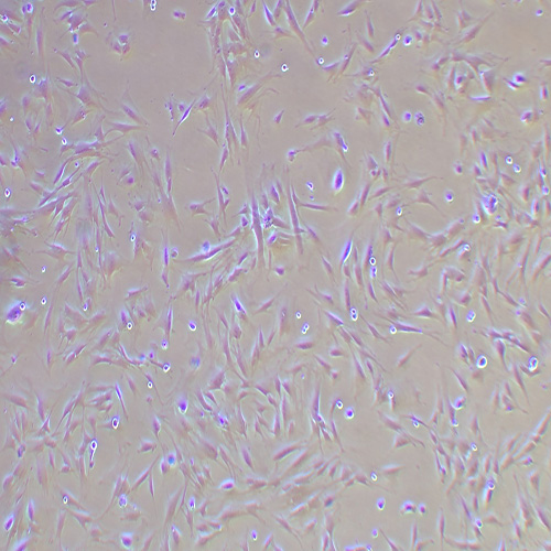 MRC-5人胚肺成纤维细胞（STR鉴定正确）