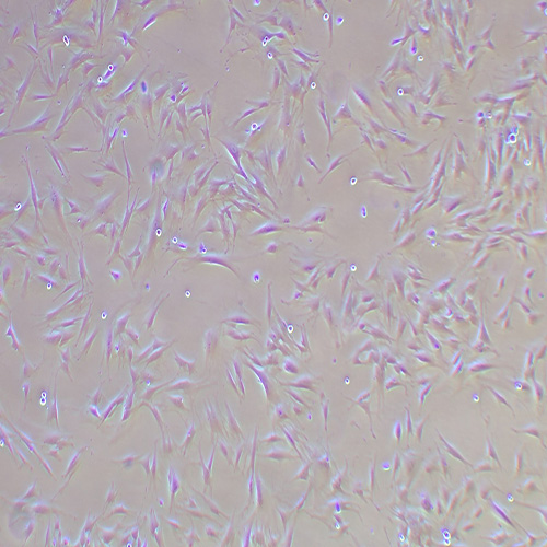 MRC-5人胚肺成纤维细胞（STR鉴定正确）