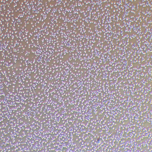 NB4人急性早幼粒细胞白血病细胞（STR鉴定正确）