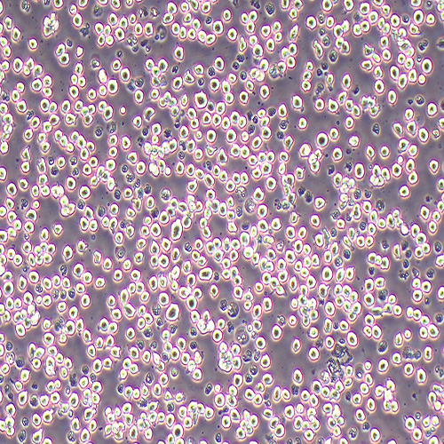 NB4人急性早幼粒细胞白血病细胞（STR鉴定正确）