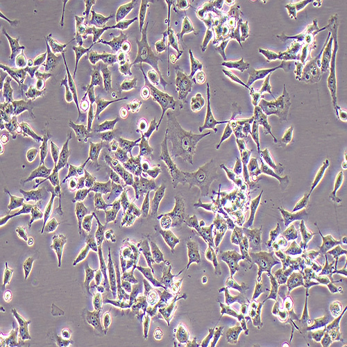 NCI-H446人小细胞肺癌细胞
