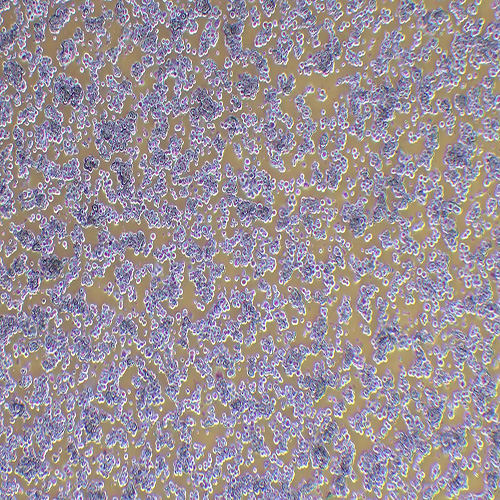 NCI-H524人非小细胞肺癌细胞
