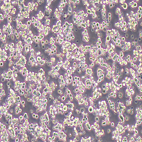 NCI-H524人非小细胞肺癌细胞