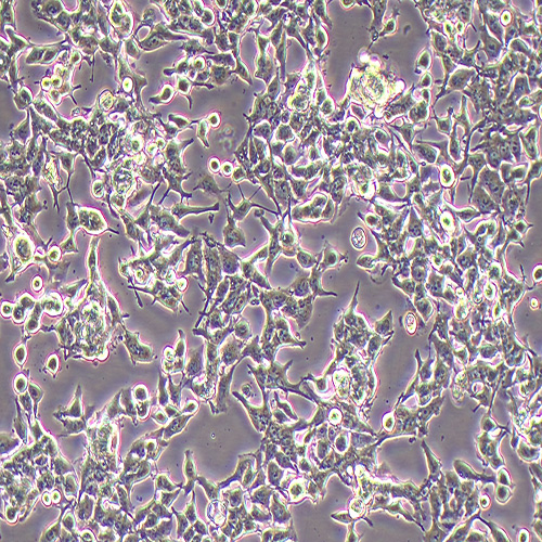 NCI-H3122人非小细胞肺癌细胞