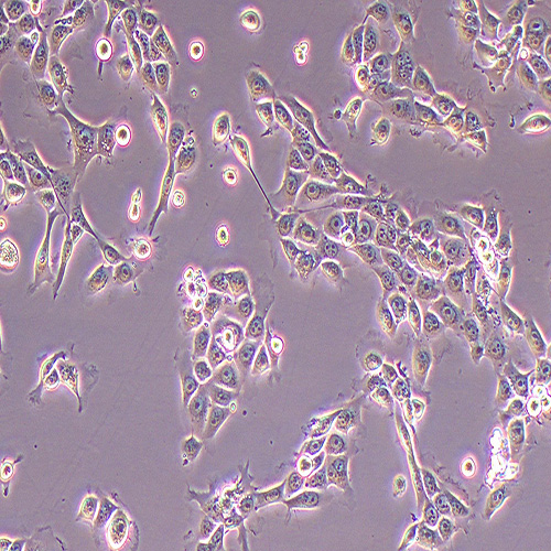 NCM-460人正常肠上皮细胞