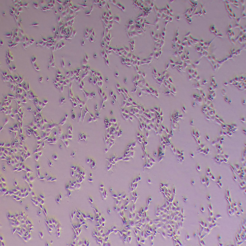 NCM-460人正常肠上皮细胞