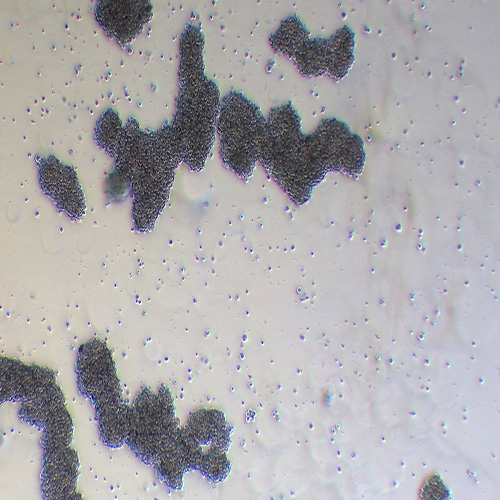 Raji人Burkitt's淋巴瘤细胞（STR鉴定正确）