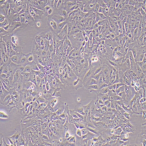 SHEE人食管上皮细胞（永生化）