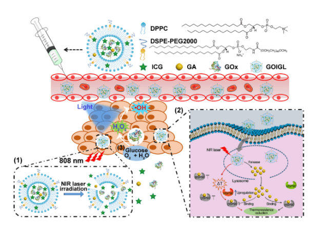 dspe-peg-ce6 磷脂-聚乙二醇-光敏剂 Ce6-PEG-DSPE