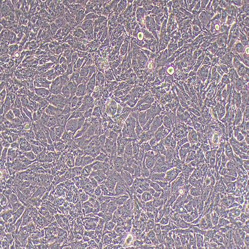 786-O-LUC(人肾透明细胞腺癌细胞-荧光素酶标记（STR鉴定正确）)