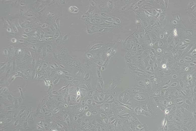 HK-2（人肾皮质近曲小管上皮细胞）