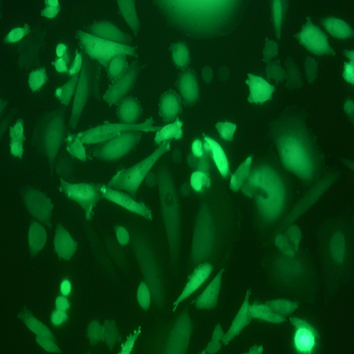 CHO-K1 -COGFP（中国仓鼠卵巢细胞-绿色荧光蛋白标记）