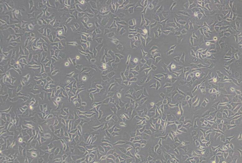 HO-8910（人卵巢癌细胞）