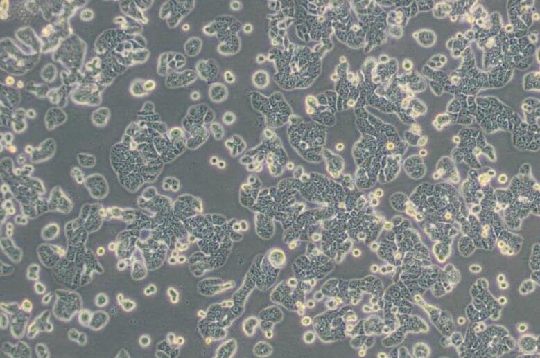 HT-29（人结肠癌细胞）