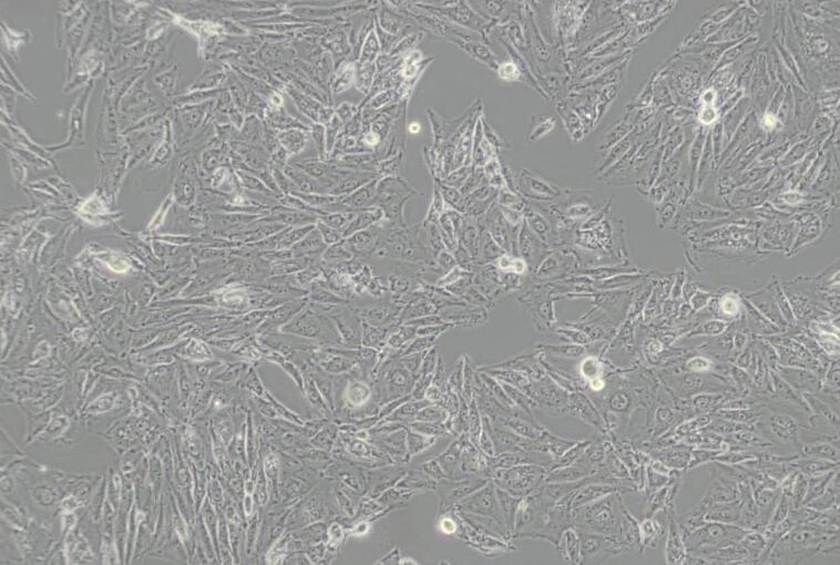 IBRS-2 [IB-RS-2]（猪肾细胞）