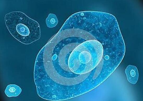 IMR-32（人神经母细胞瘤细胞）