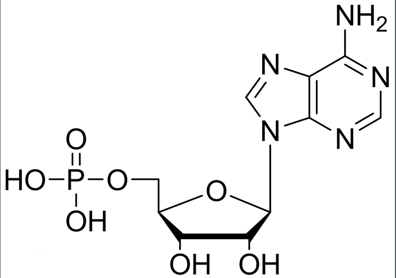 单磷酸聚乙: =醇羟基琥珀酰亚胺 AMP-PEG-NHS 单磷酸腺苷-聚乙二醇-活性酯