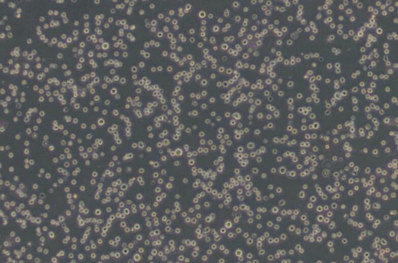 KG-1（人急性骨髓性白血病细胞）