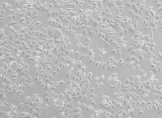 KLE（人子宫内膜癌细胞）