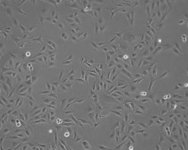 LLC-MK2（恒河猴肾细胞）