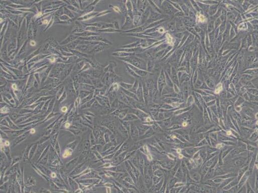 MDA-MB-231（人乳腺癌细胞）（L15）