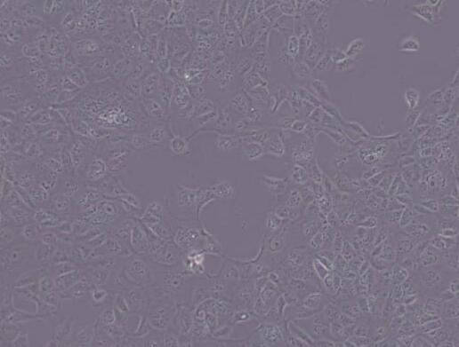 MDCK [NBL-2]（犬肾细胞）