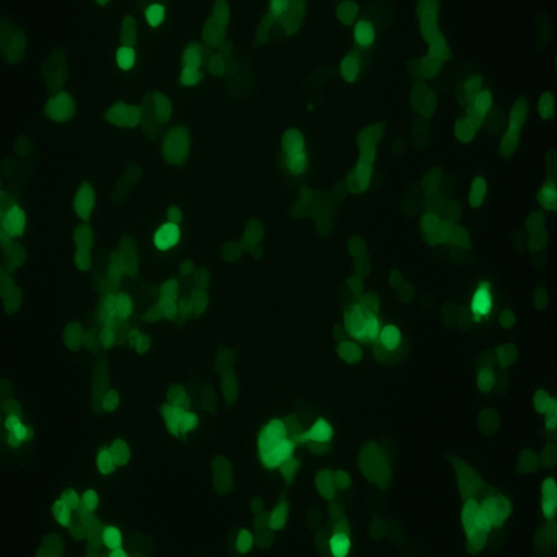 HEK293T-EGFP（人胚肾细胞-绿色荧光蛋白标记（STR鉴定正确））