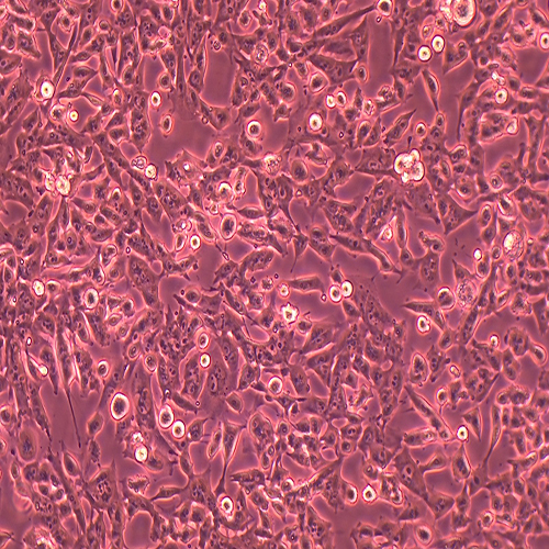 hepa1-6-LUC（小鼠肝癌细胞-荧光素酶标记）
