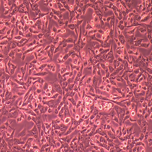 hepa1-6-LUC（小鼠肝癌细胞-荧光素酶标记）