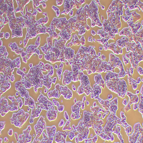 HEPG2-LUC（人肝癌细胞-荧光素酶标记）