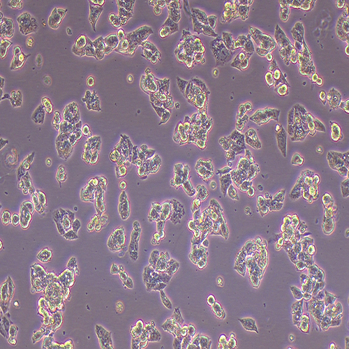 HEPG2-LUC（人肝癌细胞-荧光素酶标记）