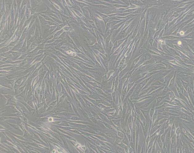 MG-63（人骨肉瘤细胞）