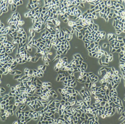 MSTO-211H（人肺癌细胞株）