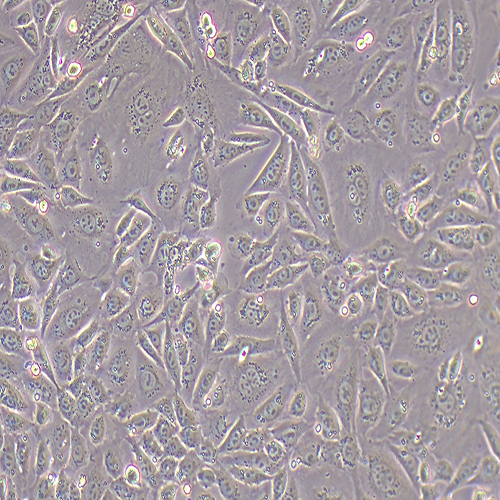 ID8-LUC（小鼠卵巢上皮癌细胞-荧光素酶标记）