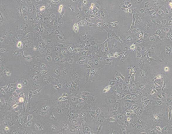 NCI-H1650（人非小细胞肺癌细胞）