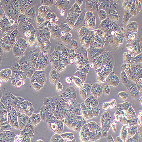 MCF-7-LUC(人乳腺癌细胞-荧光素酶标记（STR鉴定正确）)