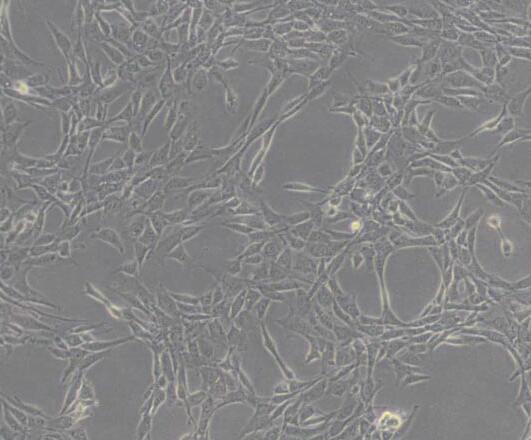 NIH/3T3（小鼠胚胎细胞）