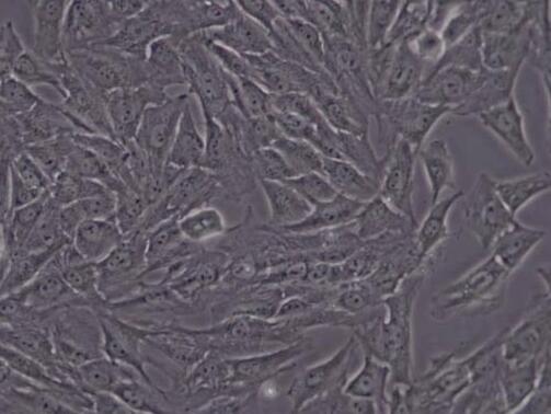 NRK（大鼠肾细胞）